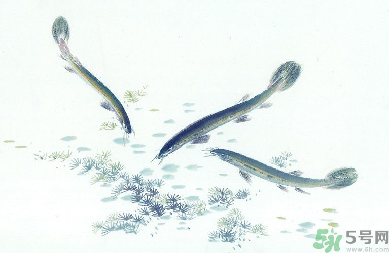 石斛和泥鰍能同吃嗎？石斛和泥鰍能一起吃嗎？