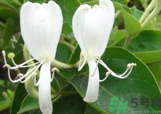 金銀花是中藥嗎?金銀花是不是中藥?.png 金銀花是中藥嗎?金銀花是不是中藥?.png