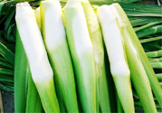 吃茭白有什么好處？吃茭白的好處是什么？