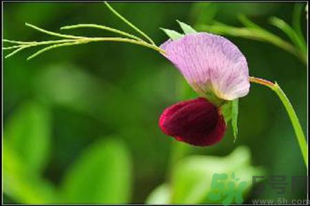 什么是蠶豆病？寶寶得了蠶豆病怎么辦？