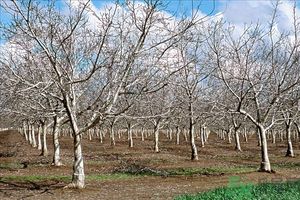 核桃樹上寄生草可以泡水喝嗎？桃樹上的寄生草的功效