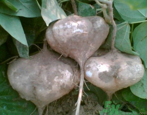 涼薯吃多了好嗎？地瓜吃多了會(huì)上火嗎？