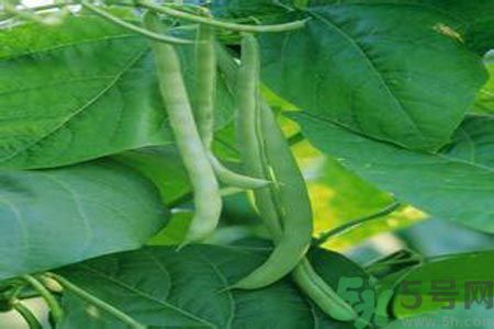 四季豆沒熟吃了會中毒嗎？吃四季豆中毒了怎么辦？