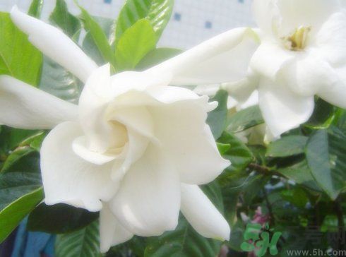 梔子花茶孕婦可以喝嗎?孕婦喝梔子花茶有什么好處 梔子花茶孕婦可以喝嗎?孕婦喝梔子花茶有什么好處