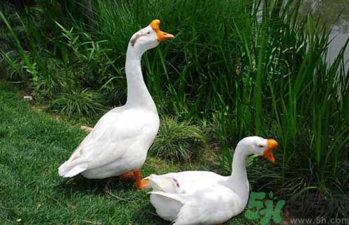 鵝蛋有什么功效？鵝蛋的功效是什么？