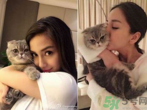 baby養(yǎng)折耳貓反對結扎被炮轟沒腦子 折耳貓真的有遺傳疾病嗎？