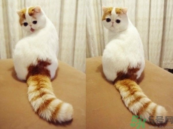 baby養(yǎng)折耳貓反對結(jié)扎被炮轟沒腦子 折耳貓真的有遺傳疾病嗎？