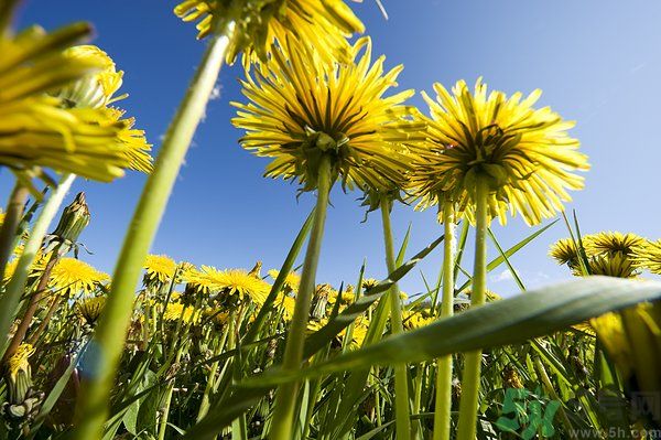 蒲公英泡茶有什么功效？蒲公英泡茶的功效是什么？