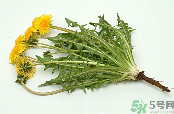 蒲公英泡水喝有副作用嗎？蒲公英泡水喝要注意什么？