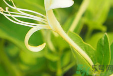 溢脂性皮炎可以喝金銀花治療嗎?溢脂性皮炎喝金銀花有用嗎?.png 溢脂性皮炎可以喝金銀花治療嗎?溢脂性皮炎喝金銀花有用嗎?.png