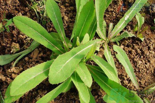 1463045787456862.jpg 1915437216517750641.jpg