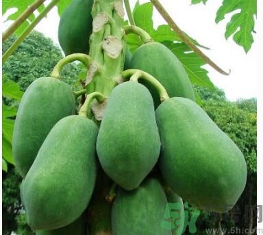 吃青木瓜可以減肥嗎？吃青木瓜有什么好處？