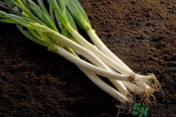 夏天上火能吃蔥嗎？夏天吃蔥會不會上火？