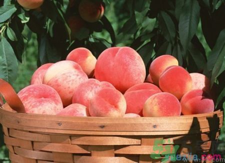 吃桃子臉上癢是怎么回事？吃桃子臉上癢怎么辦？