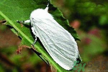 為什么15-25號(hào)不要曬被子？什么是美國(guó)白蛾？