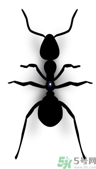 家里有螞蟻怎么辦？驅(qū)除螞蟻的方法是什么？