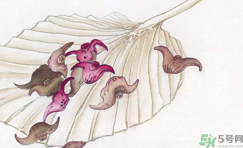 菱角解酒的方法？菱角怎么吃解酒？