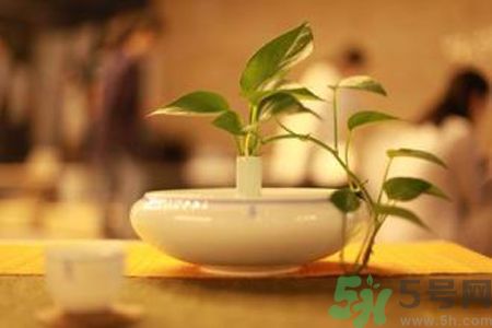 孕婦可以喝米茶嗎？懷孕可以喝米茶嗎？