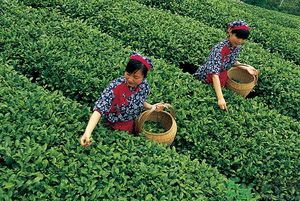 女生夏天喝什么茶最好？女生夏天適合喝什么茶？