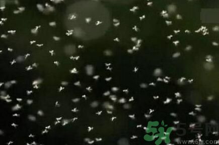 蚊子可以吃嗎？吃蚊子會怎么樣？