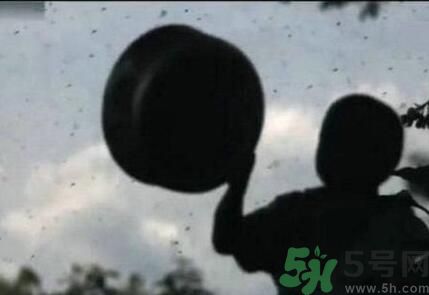 蚊子可以吃嗎？吃蚊子會怎么樣？