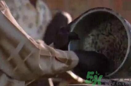 蚊子可以吃嗎？吃蚊子會怎么樣？