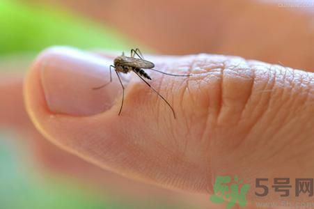 蚊子可以吃嗎？吃蚊子會怎么樣？