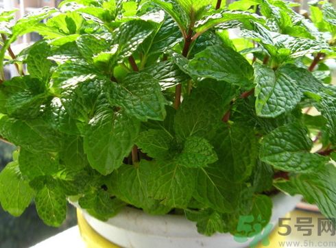 驅蚊的植物有哪些?什么植物驅蚊效果最好? 驅蚊的植物有哪些?什么植物驅蚊效果最好?