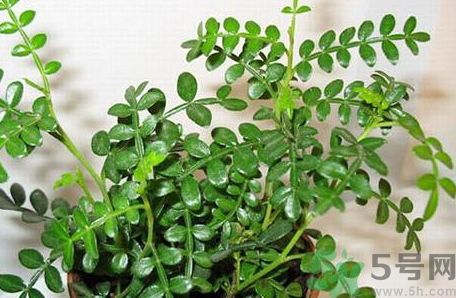 驅蚊的植物有哪些?什么植物驅蚊效果最好? 驅蚊的植物有哪些?什么植物驅蚊效果最好?