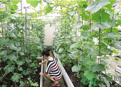 女子打造城市菜園 陽臺可以種什么蔬菜？