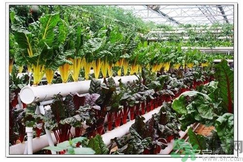 陽臺(tái)怎么種蔬菜？陽臺(tái)適合種什么蔬菜？