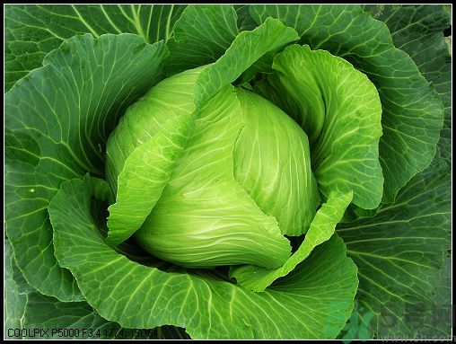 包菜外面的葉子壞了里面還能吃嗎？包菜壞了一部分還能吃嗎？