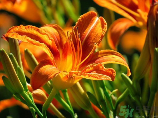 吃辣椒可以去除濕氣嗎？辣椒能去濕氣嗎？