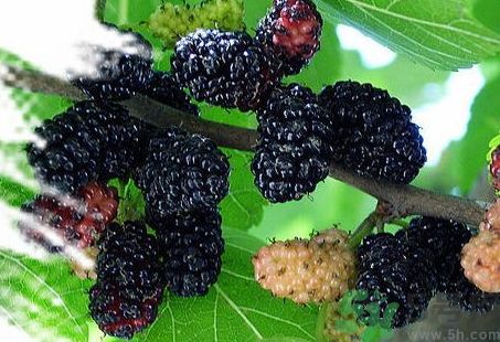 吃黑桑葚有什么好處?黑桑葚的功效與作用 吃黑桑葚有什么好處?黑桑葚的功效與作用