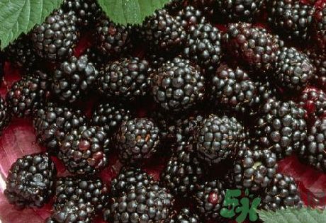 吃黑桑葚有什么好處?黑桑葚的功效與作用 吃黑桑葚有什么好處?黑桑葚的功效與作用