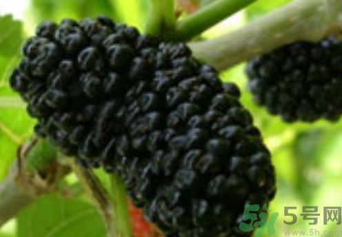 吃黑桑葚有什么好處?黑桑葚的功效與作用 吃黑桑葚有什么好處?黑桑葚的功效與作用