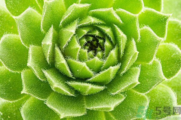 多肉植物需要澆水嗎？多肉植物澆水可以澆到葉子上嗎？