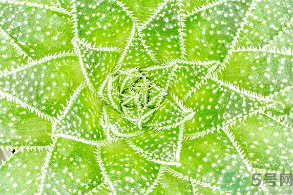 多肉植物需要澆水嗎？多肉植物澆水可以澆到葉子上嗎？