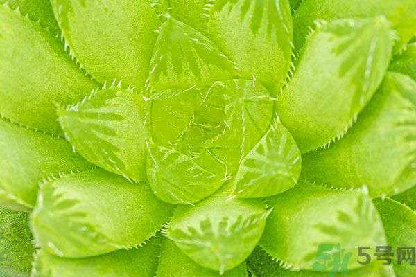 多肉植物需要澆水嗎？多肉植物澆水可以澆到葉子上嗎？