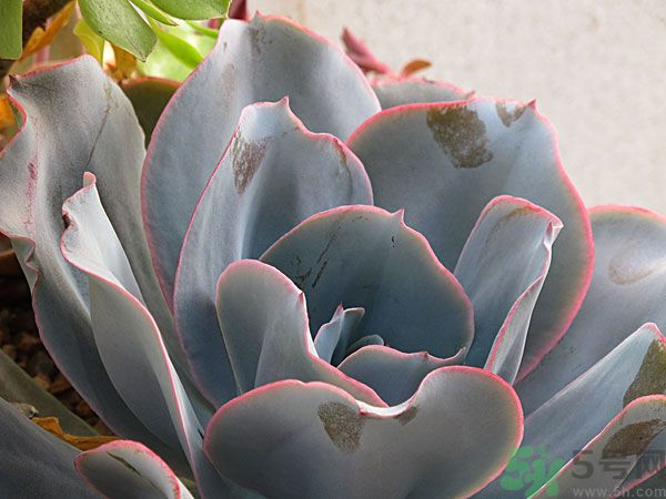 多肉植物需要澆水嗎？多肉植物澆水可以澆到葉子上嗎？