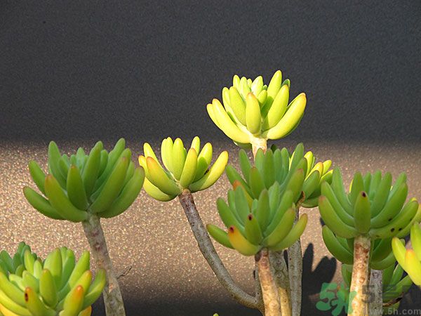 多肉植物需要澆水嗎？多肉植物澆水可以澆到葉子上嗎？