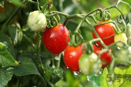 怎么挑選西紅柿？怎么挑選番茄？