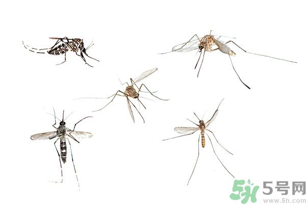 天竺葵有驅(qū)蚊作用嗎？什么植物能驅(qū)蚊子？