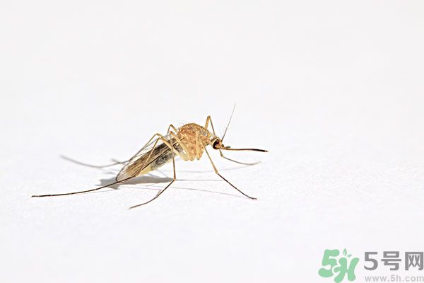 天竺葵有驅(qū)蚊作用嗎？什么植物能驅(qū)蚊子？