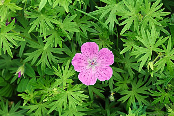 天竺葵有驅(qū)蚊作用嗎？什么植物能驅(qū)蚊子？