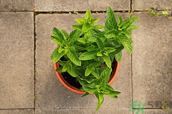 天竺葵有驅(qū)蚊作用嗎？什么植物能驅(qū)蚊子？