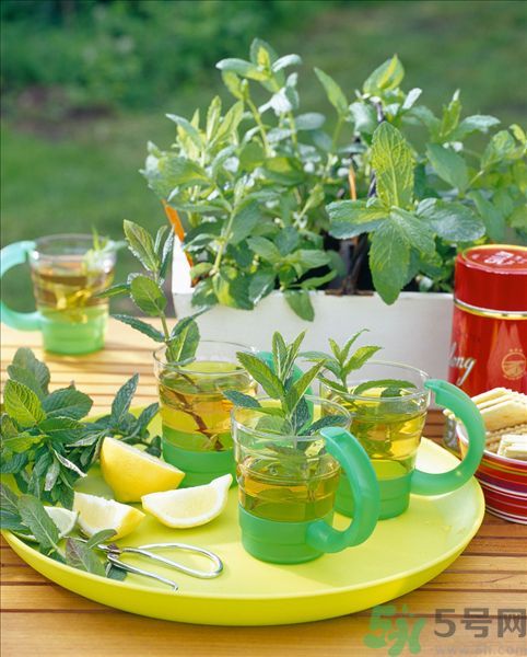 天竺葵有驅(qū)蚊作用嗎？什么植物能驅(qū)蚊子？