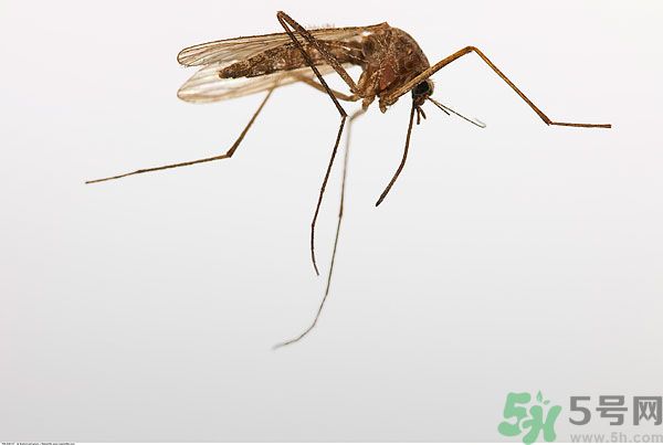 穿黑色衣服容易被蚊子咬嗎？什么樣的人容易吸引蚊子？