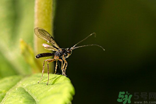 穿黑色衣服容易被蚊子咬嗎？什么樣的人容易吸引蚊子？