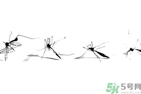 穿黑色衣服容易被蚊子咬嗎？什么樣的人容易吸引蚊子？